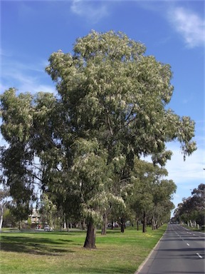 APII jpeg image of Eucalyptus elata  © contact APII