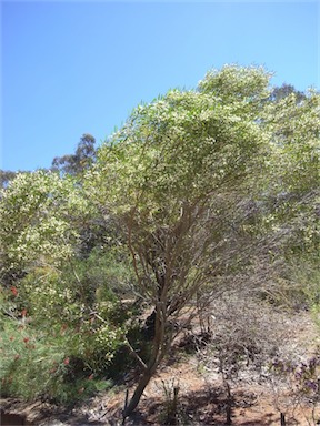 APII jpeg image of Eremophila saligna  © contact APII