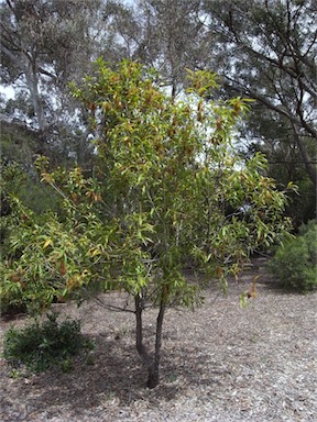 APII jpeg image of Hakea archaeoides  © contact APII