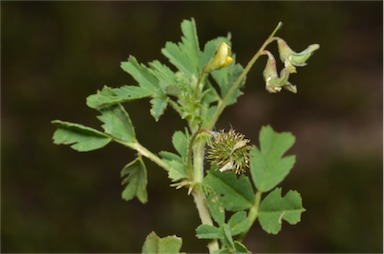 APII jpeg image of Medicago laciniata  © contact APII