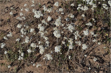 APII jpeg image of Rhodanthe corymbiflora  © contact APII