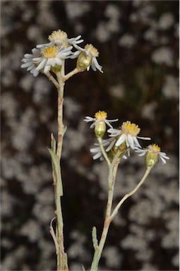 APII jpeg image of Rhodanthe corymbiflora  © contact APII