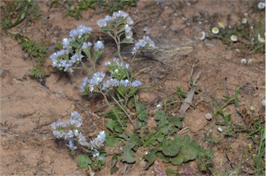 APII jpeg image of Limonium lobatum  © contact APII