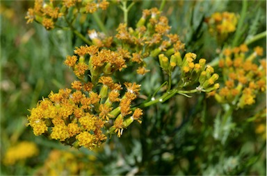 APII jpeg image of Senecio anethifolius x lanibracteus  © contact APII