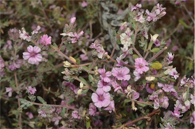 APII jpeg image of Frankenia serpyllifolia  © contact APII