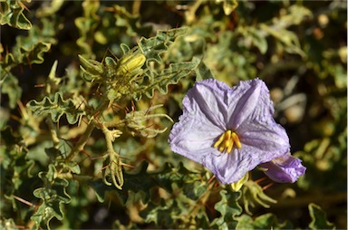 APII jpeg image of Solanum petrophilum  © contact APII