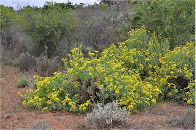 APII jpeg image of Senecio magnificus  © contact APII