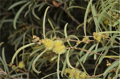 APII jpeg image of Acacia oswaldii  © contact APII