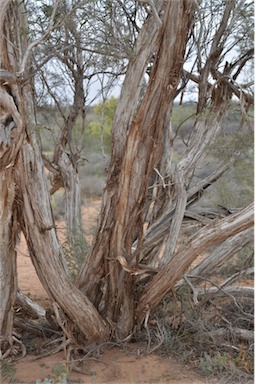 APII jpeg image of Melaleuca glomerata  © contact APII