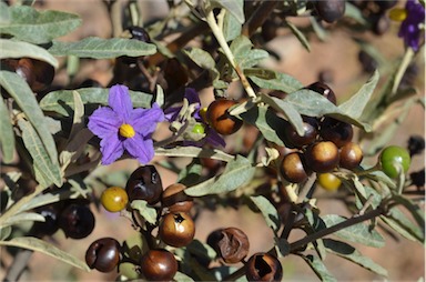 APII jpeg image of Solanum sturtianum  © contact APII