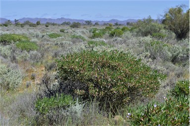 APII jpeg image of Eremophila freelingii  © contact APII