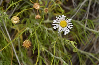 APII jpeg image of Brachyscome ciliaris var. lanuginosa  © contact APII