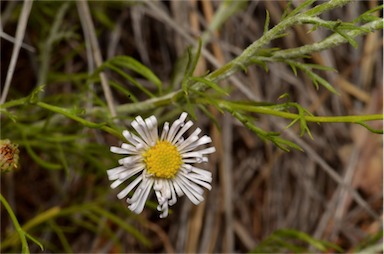 APII jpeg image of Brachyscome ciliaris var. lanuginosa  © contact APII