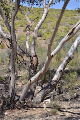 APII jpeg image of Eucalyptus socialis subsp. socialis  © contact APII