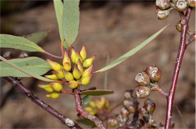 APII jpeg image of Eucalyptus socialis subsp. socialis  © contact APII