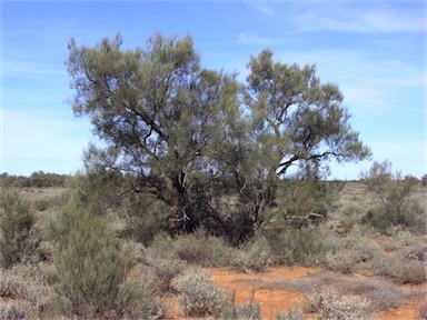 APII jpeg image of Casuarina pauper  © contact APII