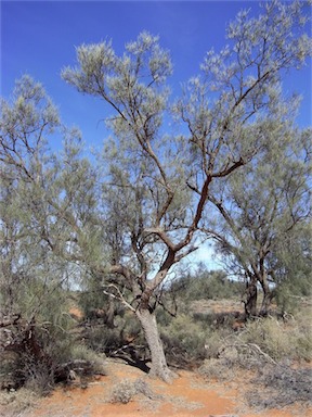 APII jpeg image of Casuarina pauper  © contact APII