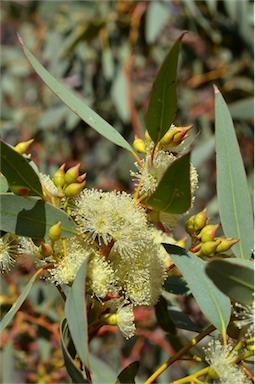 APII jpeg image of Eucalyptus socialis subsp. socialis  © contact APII