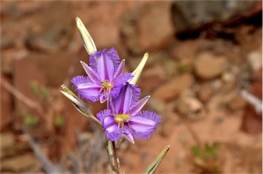 APII jpeg image of Thysanotus baueri  © contact APII