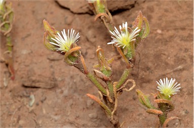 APII jpeg image of Mesembryanthemum nodiflorum  © contact APII