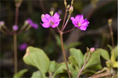 APII jpeg image of Commicarpus australis  © contact APII