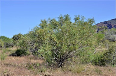 APII jpeg image of Acacia ligulata  © contact APII