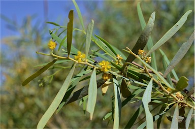 APII jpeg image of Acacia ligulata  © contact APII