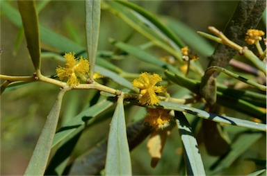 APII jpeg image of Acacia ligulata  © contact APII