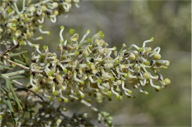 APII jpeg image of Hakea ednieana  © contact APII