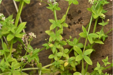 APII jpeg image of Galium migrans subsp. inversum  © contact APII