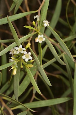 APII jpeg image of Myoporum platycarpum subsp. platycarpum  © contact APII