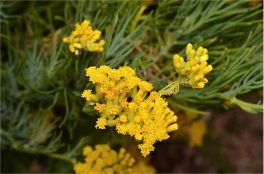 APII jpeg image of Senecio anethifolius subsp. anethifolius  © contact APII