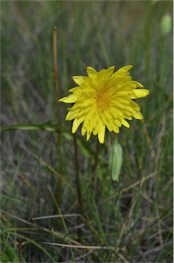 APII jpeg image of Microseris lanceolata  © contact APII