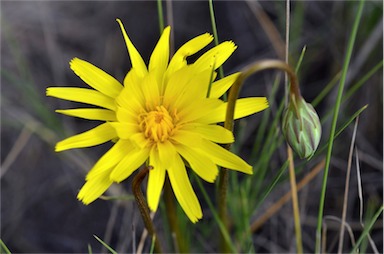 APII jpeg image of Microseris lanceolata  © contact APII