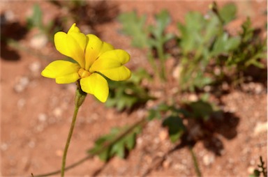 APII jpeg image of Goodenia pinnatifida  © contact APII