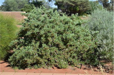 APII jpeg image of Eremophila tetraptera  © contact APII