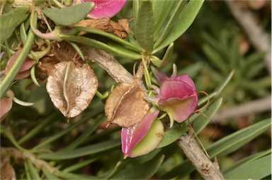 APII jpeg image of Eremophila tetraptera  © contact APII