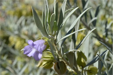 APII jpeg image of Eremophila recurva  © contact APII