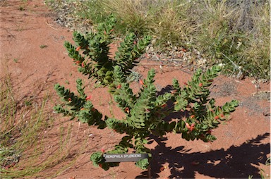 APII jpeg image of Eremophila splendens  © contact APII