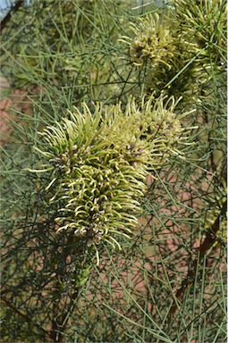 APII jpeg image of Hakea divaricata  © contact APII