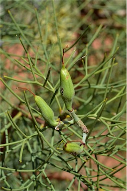 APII jpeg image of Hakea divaricata  © contact APII