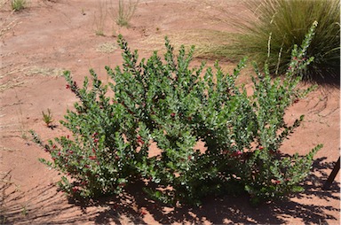 APII jpeg image of Eremophila splendens  © contact APII