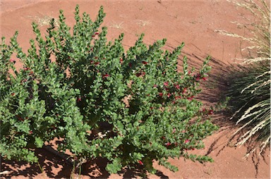 APII jpeg image of Eremophila splendens  © contact APII