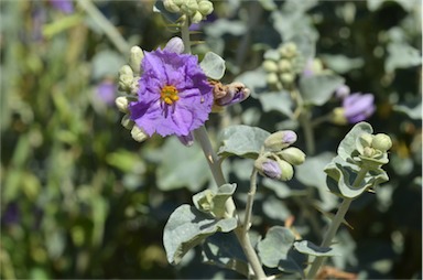 APII jpeg image of Solanum oligacanthum  © contact APII