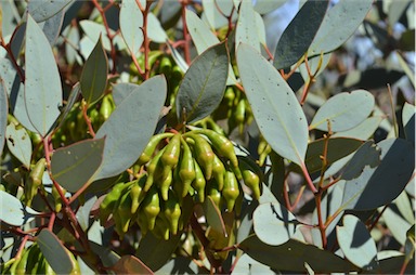 APII jpeg image of Eucalyptus pimpiniana  © contact APII