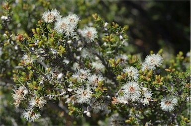 APII jpeg image of Melaleuca pauperiflora  © contact APII