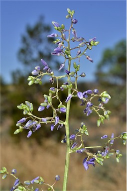 APII jpeg image of Dianella longifolia var. grandis  © contact APII