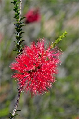 APII jpeg image of Melaleuca coccinea  © contact APII