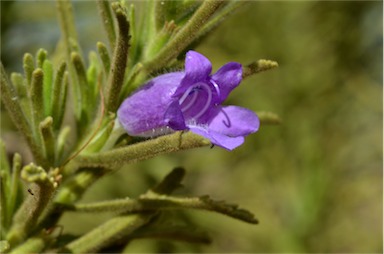 APII jpeg image of Eremophila adenotricha  © contact APII