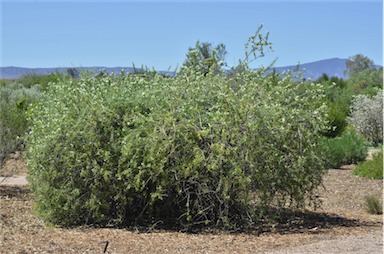 APII jpeg image of Eremophila laanii  © contact APII